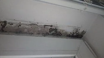 mold removal service in fort Myers and Sarasota