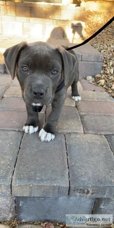 Mix pitboxer