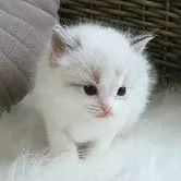 MunchKin kittens