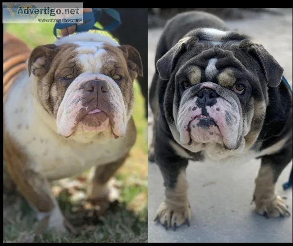 English Bulldog Puppies