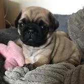 pug puppies