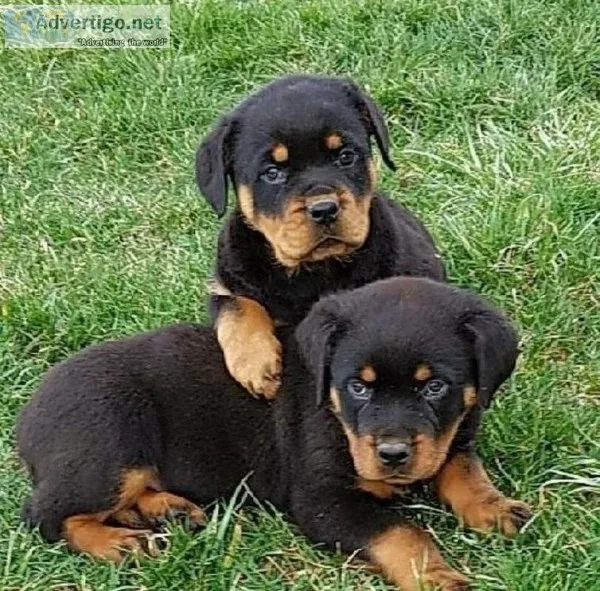 Dolby Rottweiler puppies for sale