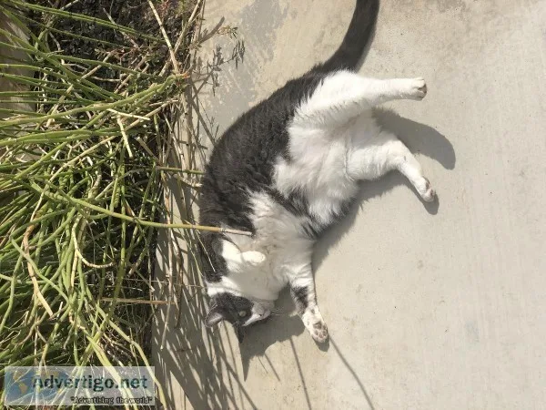 Friendly FAT cat