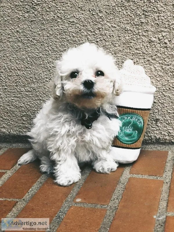 White Male Multipoo &mdash 9 weeks
