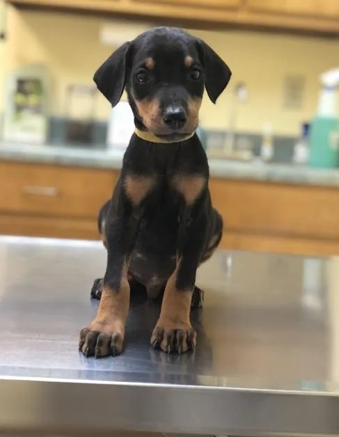 Lovely litter of Dobermann pups.