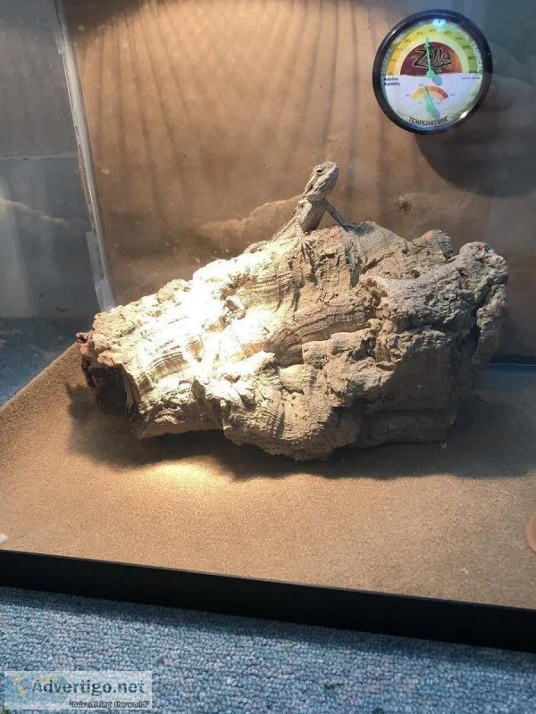 Bearded Dragon