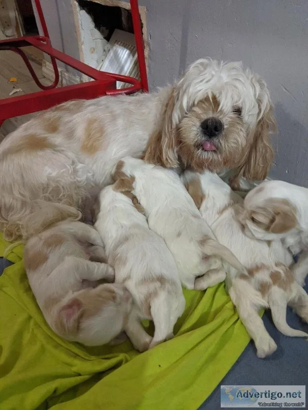 Maltese