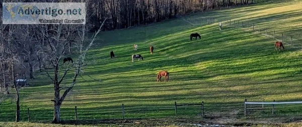 Horse boarding