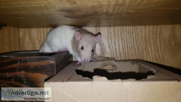Lovable rats male and female