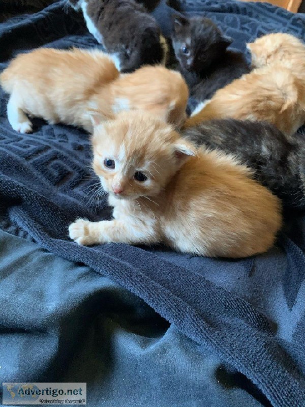 Mainecoon Kittens