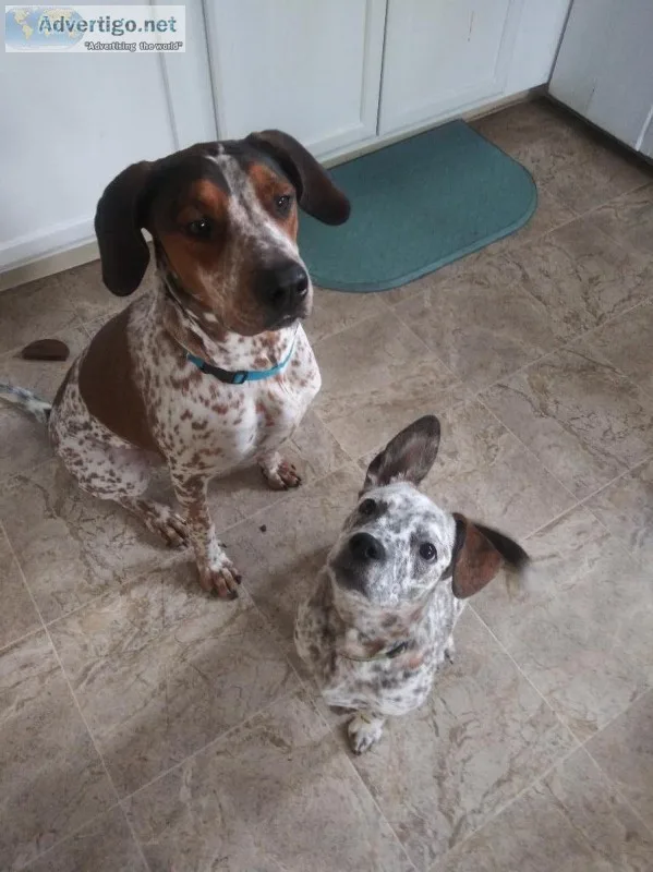Need to find home for my dogs asap