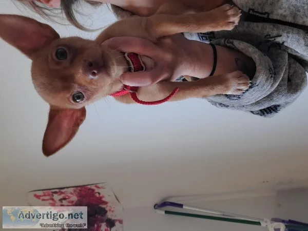 Chihuahua puppy