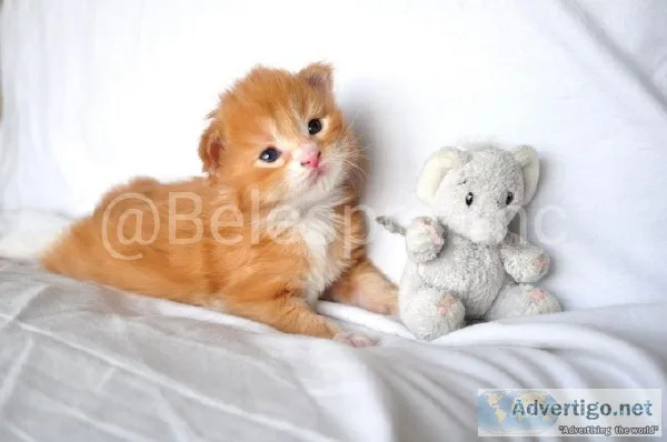 Gccf Registered Maine Coon Kittens