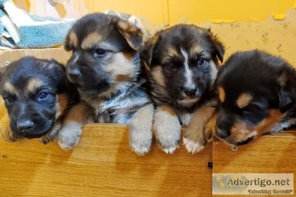 German Shepard mix puppies