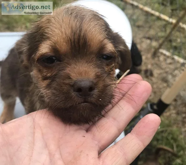 Male Shih Tzu and Pug