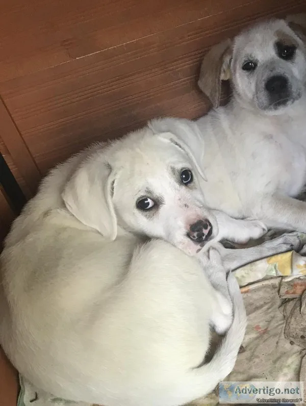Mom Great Pyrenees German s. Dad bird dog