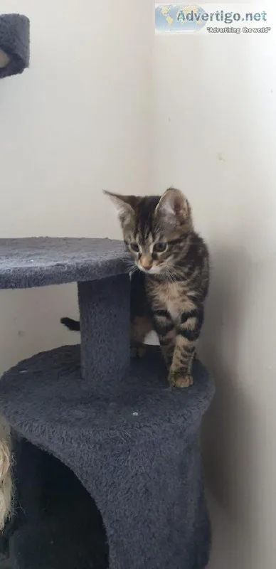 Maine Coon Kittens