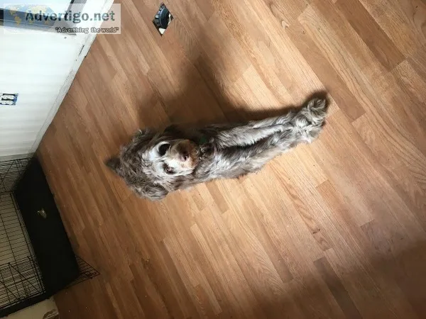 Goldendoodle 