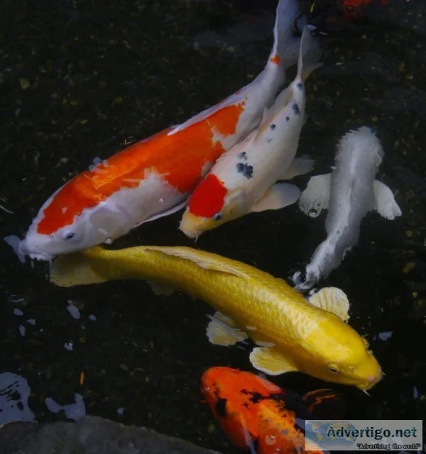 Standard Grade Assorted Koi Fish