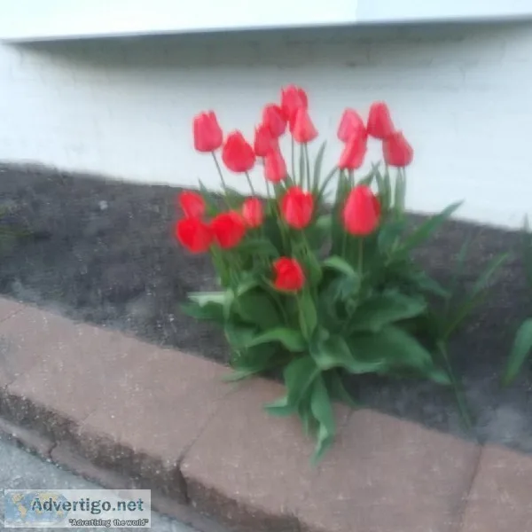 Lawn and garden cleanup  one time or on a regular basis