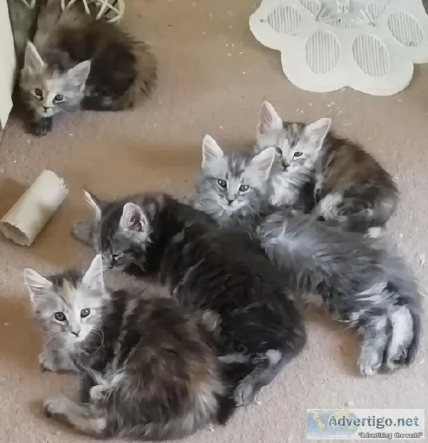 Registered Full Pedigree Maine Coon Kittens