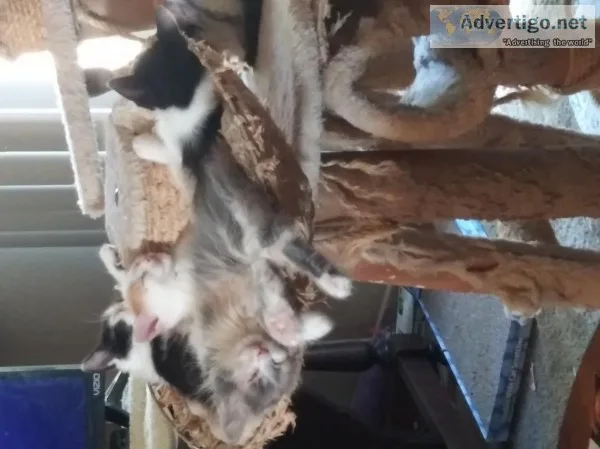 free kittens