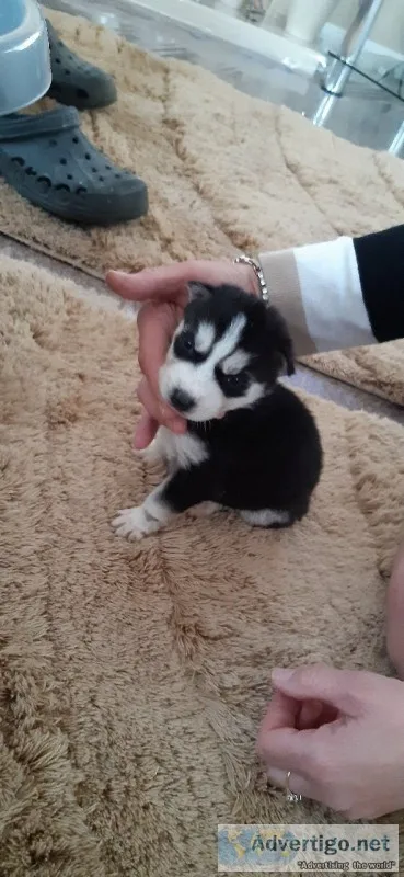 Adorable siberian husky puppies available 