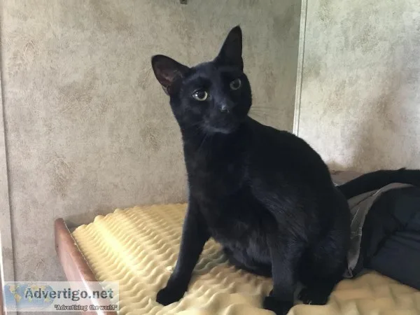 3 year old black cat looking for a new home
