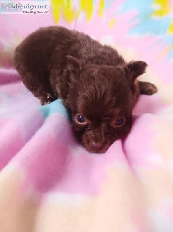 Long hair chihuahuas