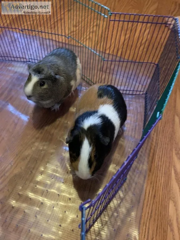 Guinea Pigs need new home