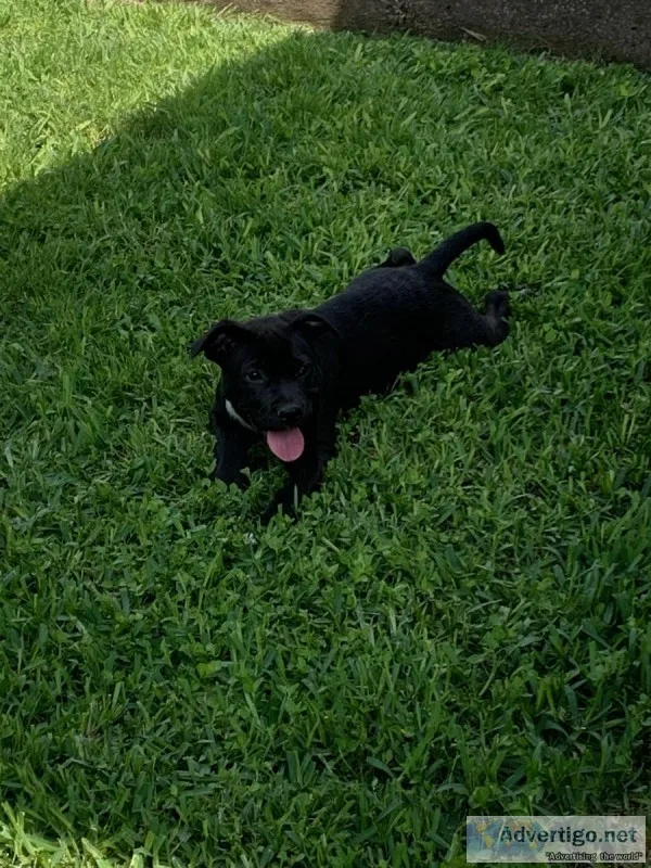 ADORABLE PITLAB PUPPY 