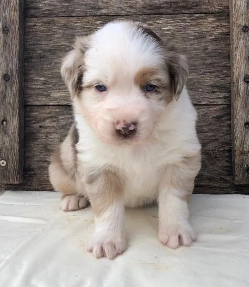Health Record Australian Shepherd Puppies