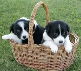 Adorable border collie puppies for sale
