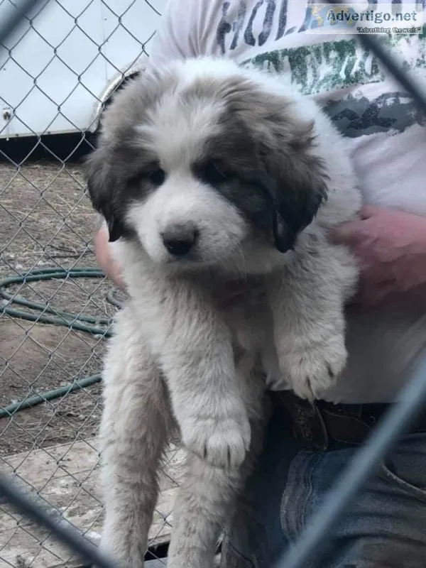 Great PyreneesAnatolian Sheppard