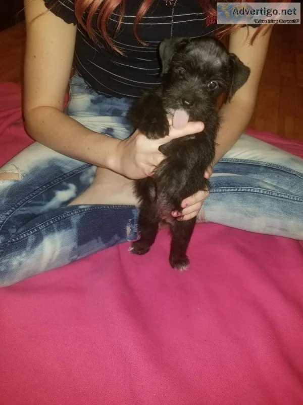 Toy schnauzers
