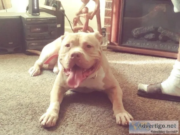Bully puppies for sale