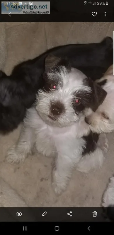Toy Schnauzer babies