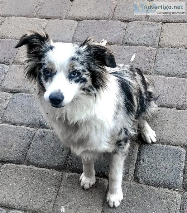 Blue Merle Mini Australian Shepherd