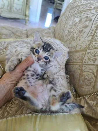 TICA Savannah CATS F6 SBT MaleS
