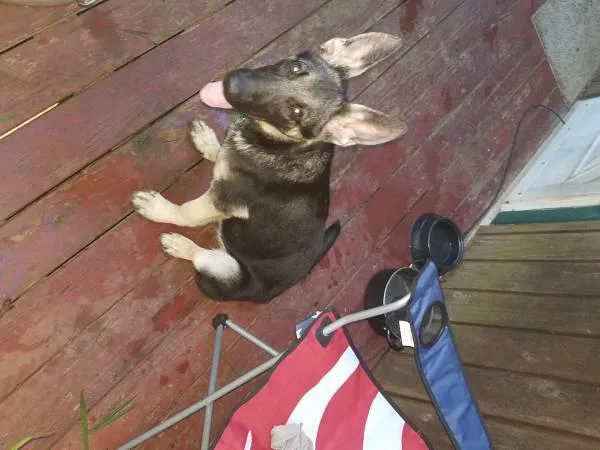 8 month German shepherd