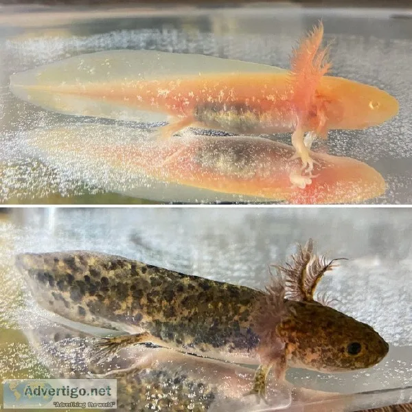 5 month old Axolotls