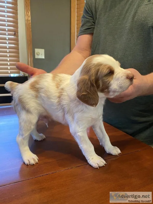 Brittney pup