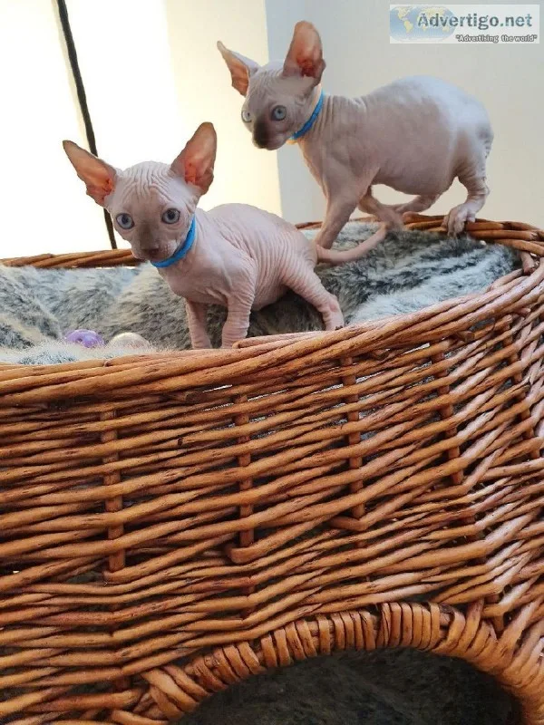 Adorable 13 weeks Male and Female Sphynx kittens Ready