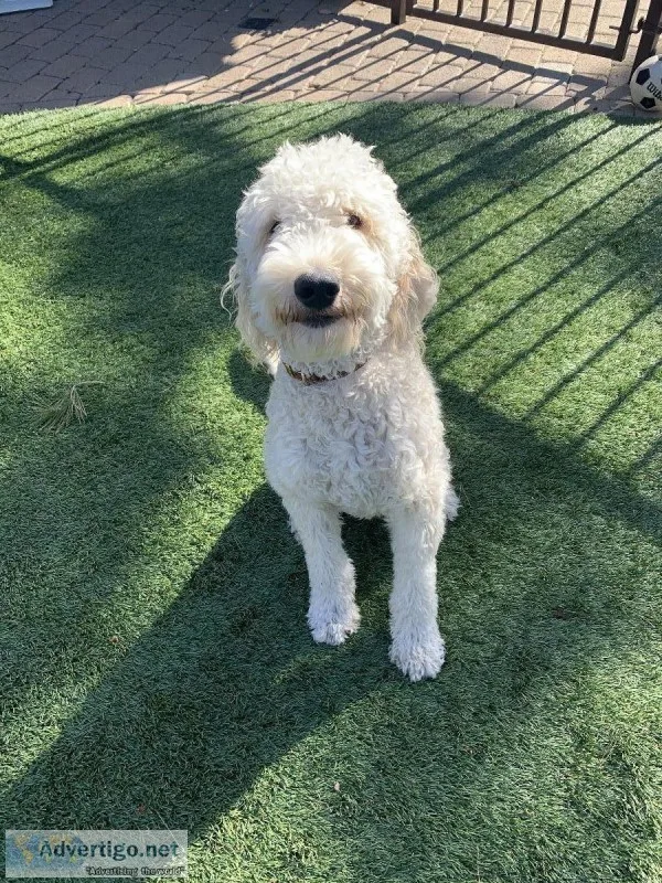 Goldendoodle