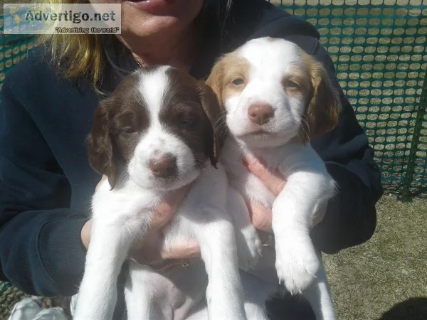 2 Female Brittany s