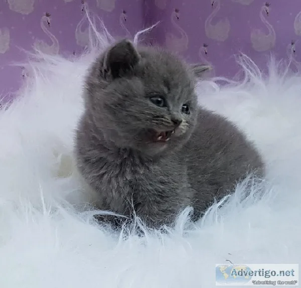 Scottish fold kittens longair