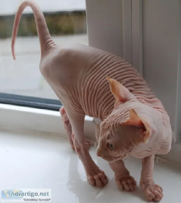 Sphynx Kitten  stunning white elf female