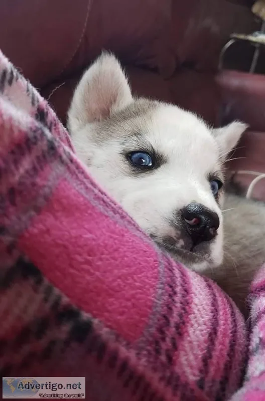 AKC Beautiful siberian Husky Puppy