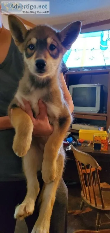 German ShepherdHusky Mix Puppies