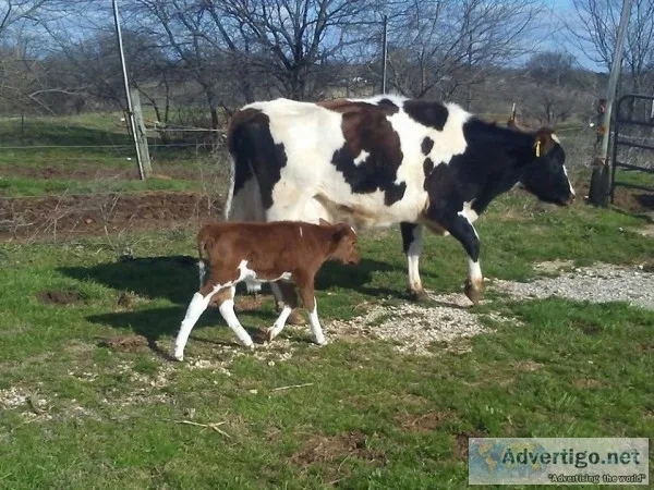 Daily Cattle for Sale
